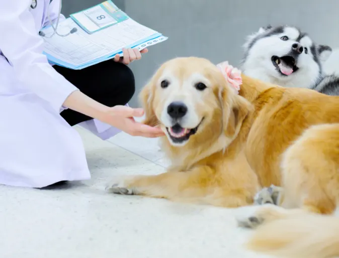 Technician petting two dogs that are laying on the tile